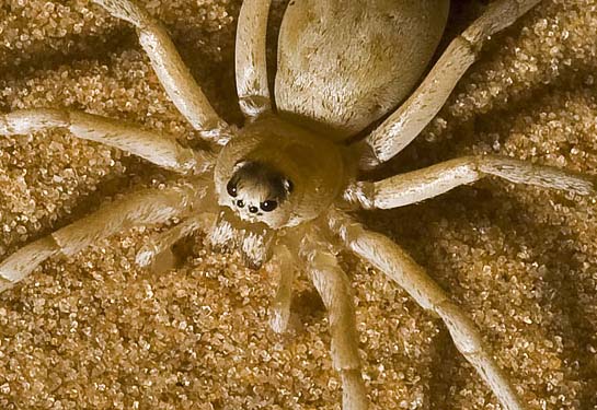 Lycosidae della Tunisia